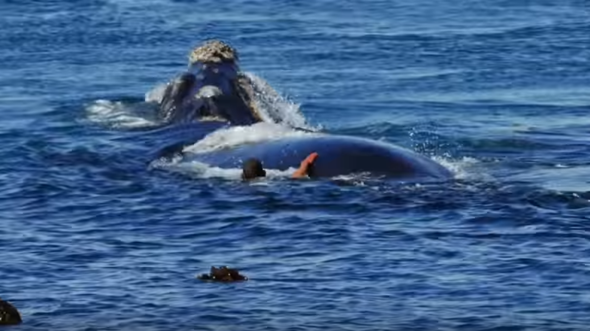 Εκπληκτικό βίντεο: Φάλαινες 10 μέτρων «χορεύουν» γύρω από κολυμβητή